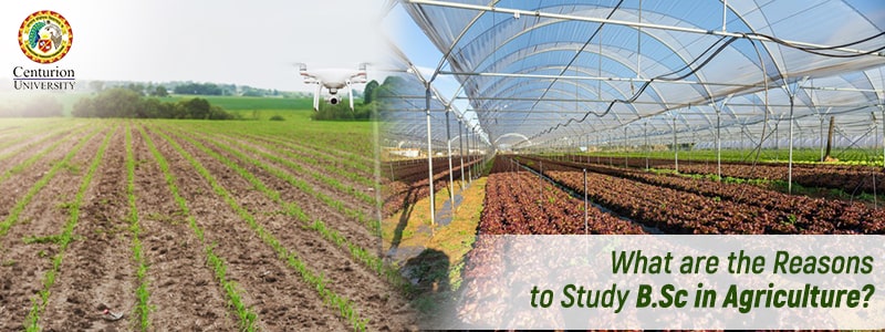 What are the Reasons to Study BSc in Agriculture?